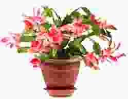 flower-img1